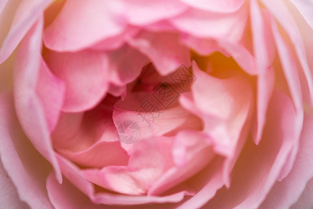 花园分行的粉红玫瑰有选择的重图片