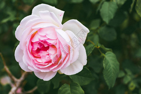 花园分行的粉红玫瑰有选择地关注绿图片