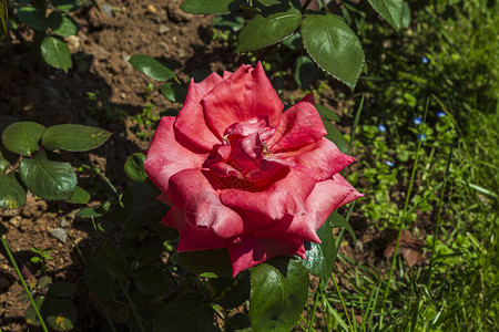 红玫瑰花朵在玫瑰花园中模糊的红玫图片