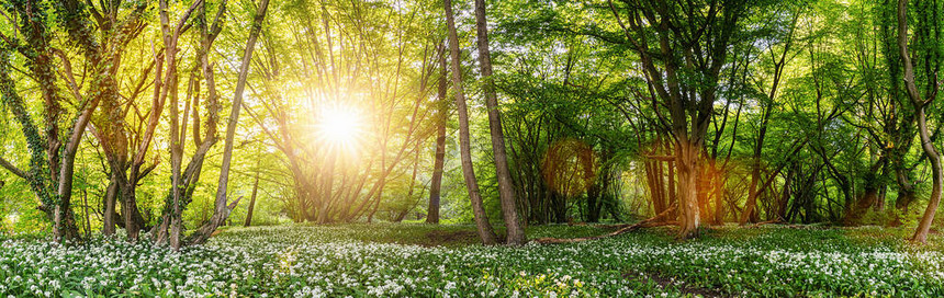 春天的野大蒜林阳光明图片