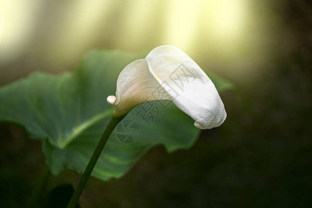 可爱的白百合花在花园里开着阿伦利图片