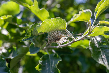 幼虫用浓密的网状树叶和苹果水粉碎叶子和果实图片
