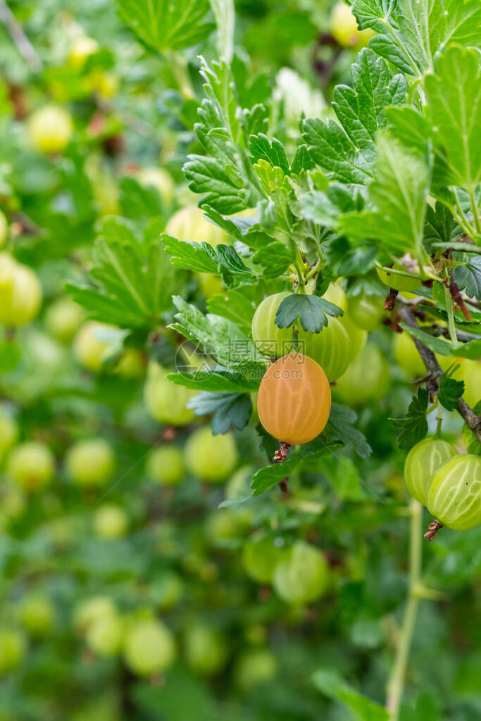 成熟的醋栗是在叶子中生长和成熟的许多未成熟和绿图片
