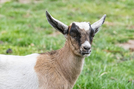 一个棕色白色黑角山羊小孩站在春草图片