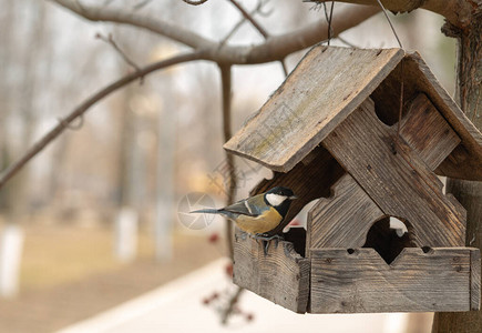 山雀在冬季吃鸟喂食器中的种子山雀鸟正坐在木制的鸟舍里当食物量减少时图片