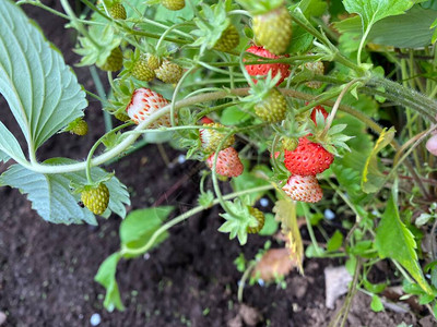 菜园里有年轻草莓灌木的床图片