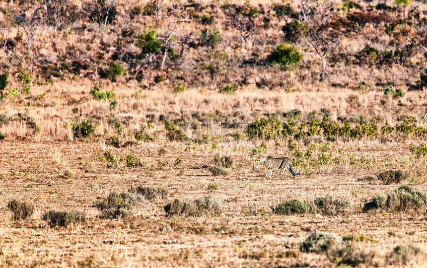 在南非的野生动物保护区中图片