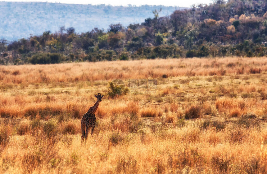 MarakeleSafari野生动物保护区非洲草原图片