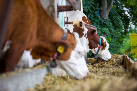 牛排成一排在大农场里吃着从整个干草到图片