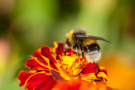 蜜蜂从黄色马龙花Tagetes中收集蜂蜜图片