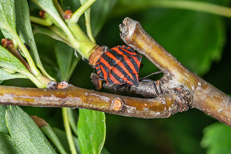 红色和黑色意大利条纹甲壳虫或MinstrelBug长硫磷线虫图片