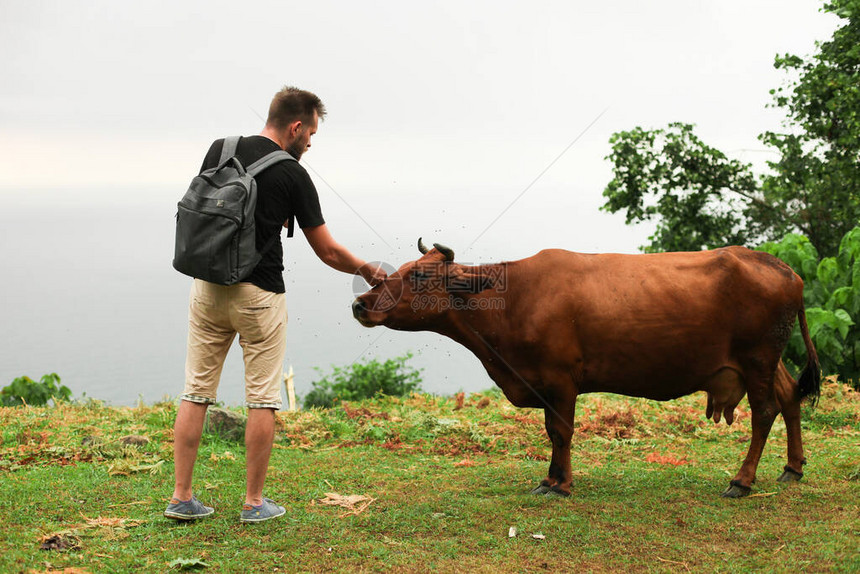 人类在佐治亚山区养一只红牛图片