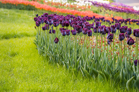花园里的深紫色郁金香图片