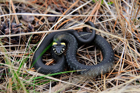 小黑蛇躺在松针上的森林里图片