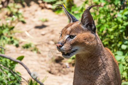 CaracalCaracalcaracal的肖像张开嘴图片