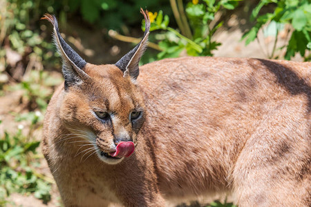 CaracalCaracalcaracal的肖像张开嘴图片