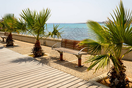 海边长凳长着棕榈树图片