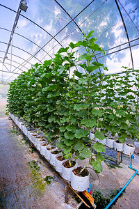在温室中生长的新鲜甜瓜或绿瓜或香瓜植物图片