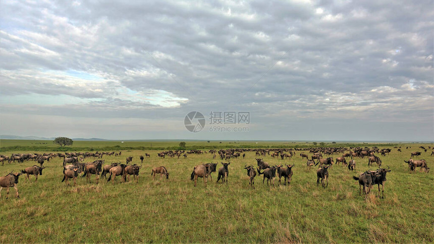 肯尼亚马赛拉公园的动物大迁徙七月大草原上聚集了很多角马图片