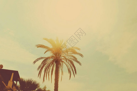 热带棕榈树叶在炎热的夏日作为复古背景自图片