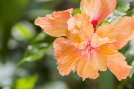 花园里的芙蓉花或橙花玫瑰芙蓉夏威夷芙蓉鞋花图片