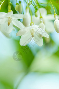 热带白花名字为水茉莉其图片