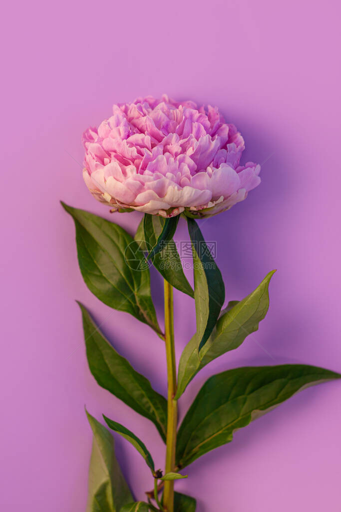 在柔和的紫色背景上的粉红色牡丹花美丽盛开的植物花卉设计一株有绿色叶子和花瓣的玫瑰色芍药植物具有自然阴影的创意图片