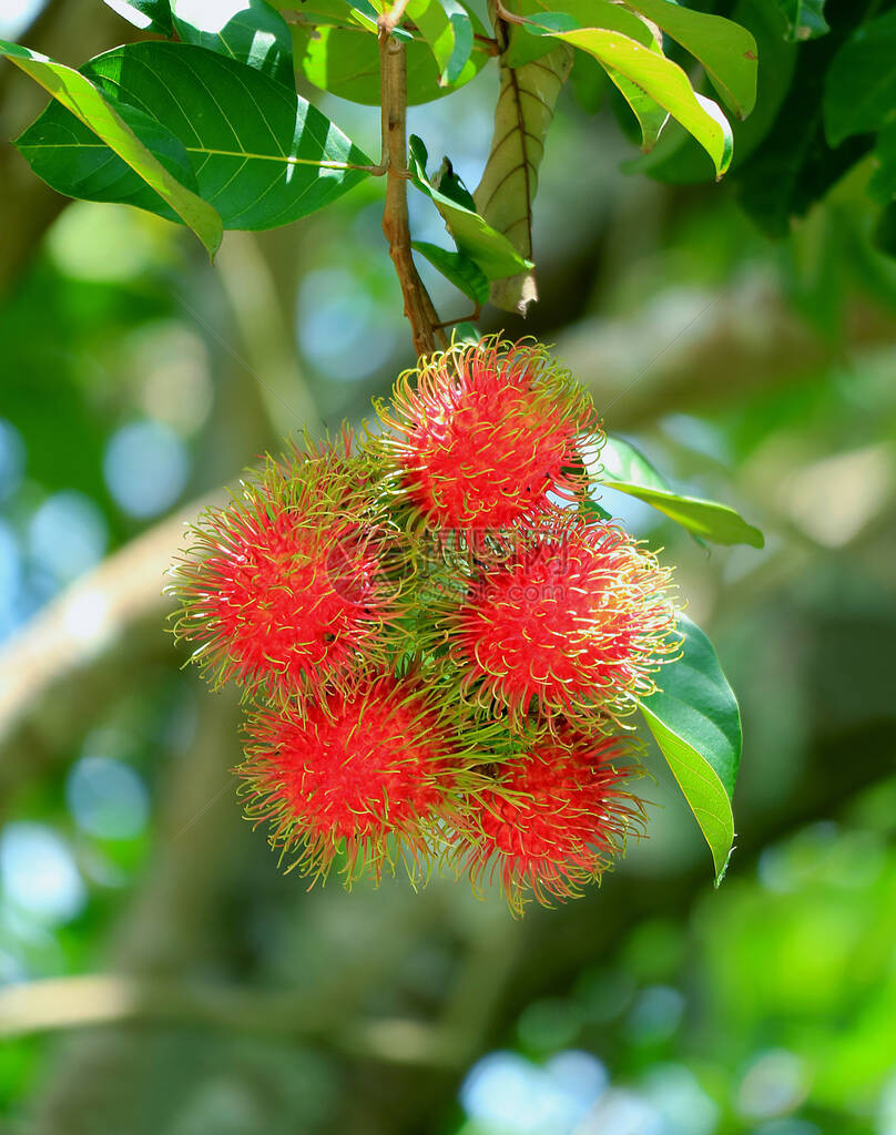 泰国Rayong省植物园树上一连串充满活力的红色RipeRamb图片