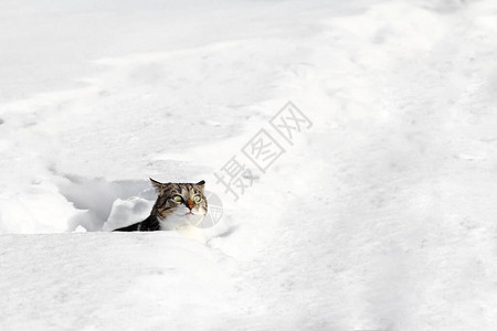 雪深时一只白褐色小猫图片