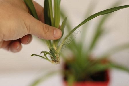 培育婴儿蜘蛛植物最近被切图片