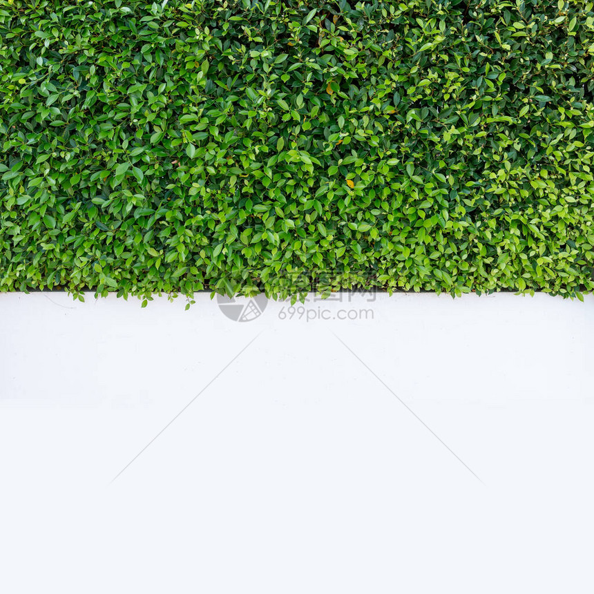 白色水泥墙上的绿树景观有图片