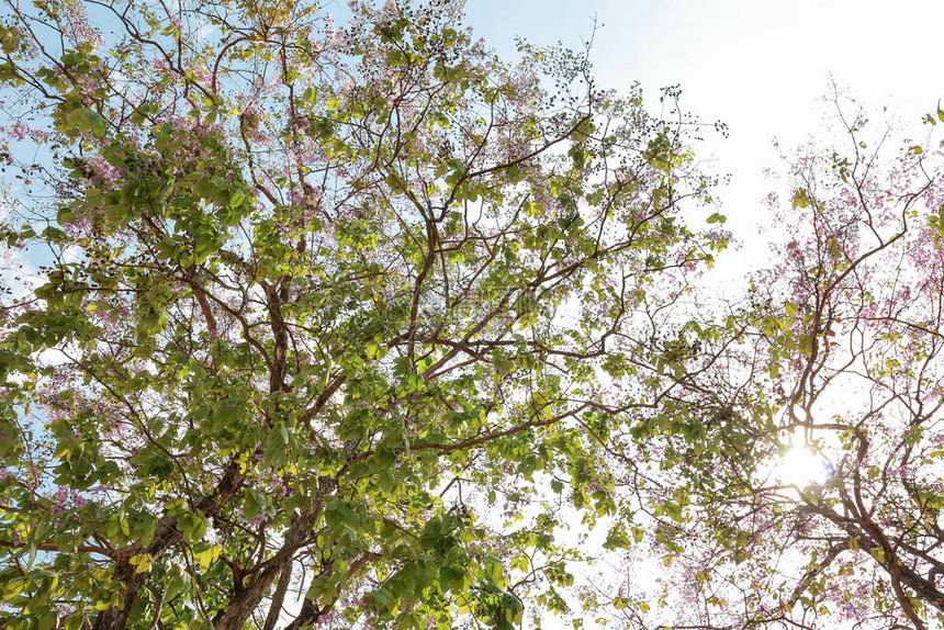 低角度视野紫花树在图片