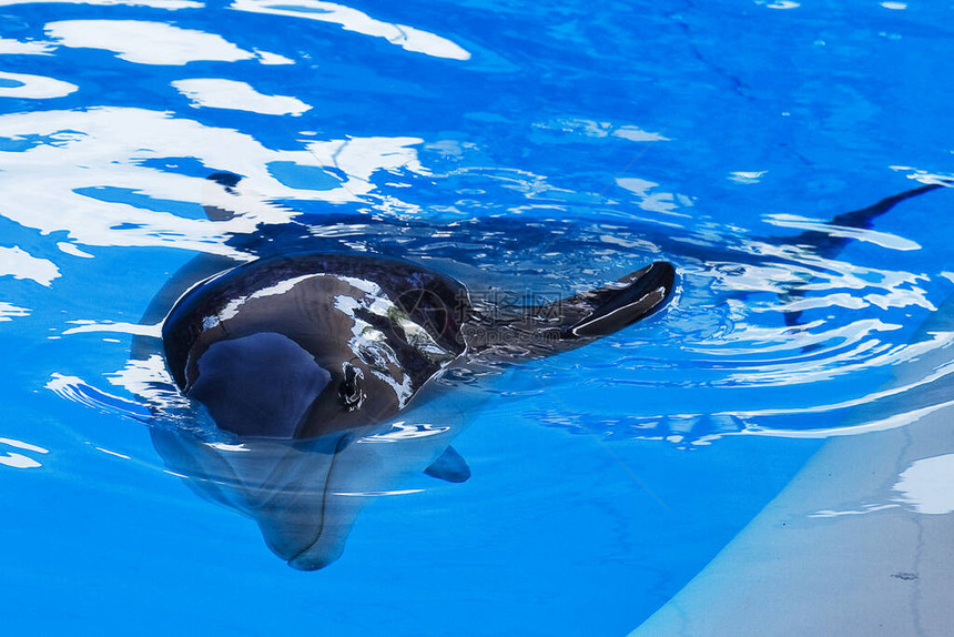 海豚秀在加那利群岛特内里夫的洛罗帕克LoroPar图片