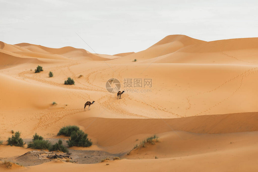 在摩洛哥撒哈拉沙漠行走的两只骆驼图片