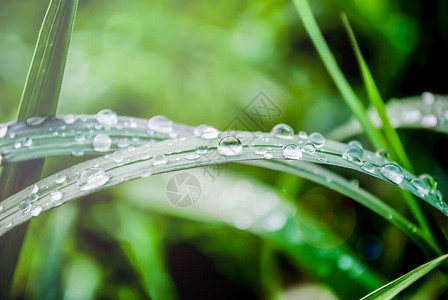 清晨草地上的水滴图片