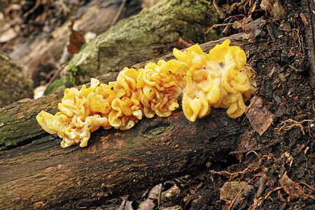 金耳或黄色脑真菌图片
