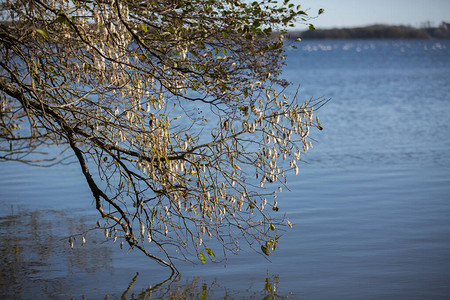 瑞典Stehag湖在晴朗的秋日图片