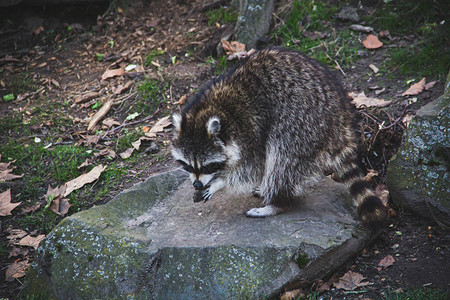 北美Raccoon或加利福尼亚州Racoon站立在岩石图片