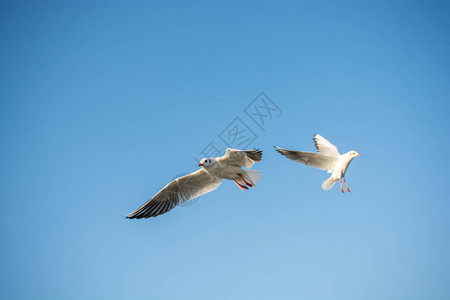 海鸥在蓝天飞翔图片