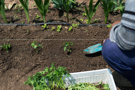 园丁手在菜园里种植辣椒幼苗的特写图片