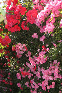 牡丹花在牡丹园中模糊的牡丹花背景下绽放图片