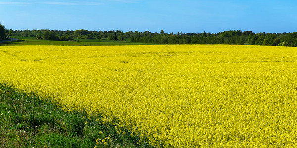 黄色油菜田一个美丽的黄色油菜田的广角视图图片