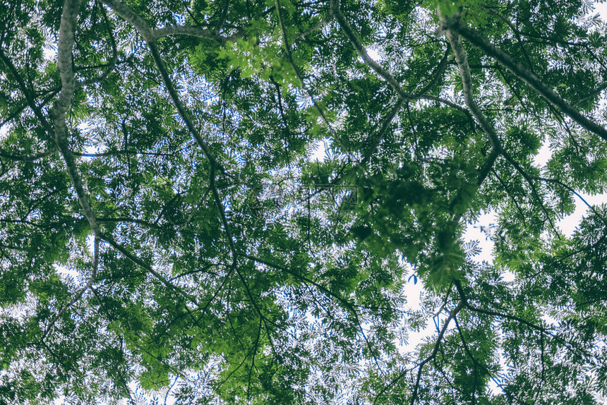 树木和绿叶背景图片