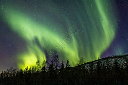 北挪威Lakselvbukt上空与AuroraBorea图片