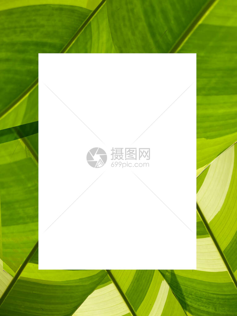 绿叶背景上的空白纸张的顶部视图图片