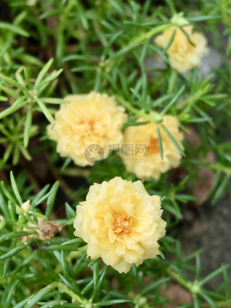 美丽的花新鲜的黄色马齿苋苔藓玫瑰十点钟太阳玫瑰或马图片