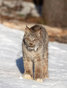 加拿大Lynx小猫LynxCanadiens在美国蒙大拿图片