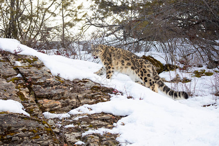 雪豹Pantherauncia在美国蒙大拿冬季在雪覆盖岩背景图片