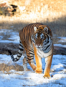 西伯利亚虎Pantheratigrisaltaica在美国蒙大拿图片