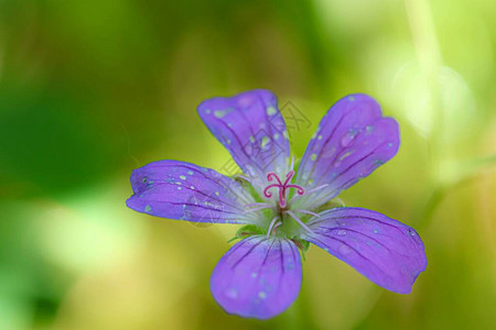 野花紫色硅酸基有选择地在森林中投露图片